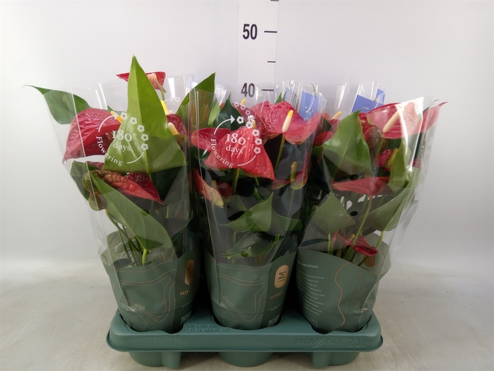 <h4>Anthurium andr. 'Karma Red'</h4>