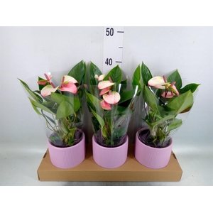 Anthurium andr. 'Lipa Pink Mini'