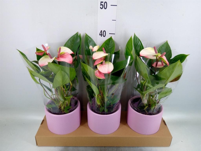 <h4>Anthurium andr. 'Lipa Pink Mini'</h4>