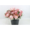 Protea Cynaroides Pink