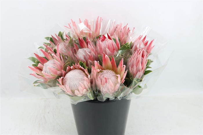 Protea Cynaroides Pink