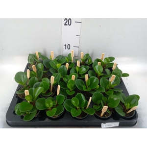 Peperomia obt. 'Green Gold'
