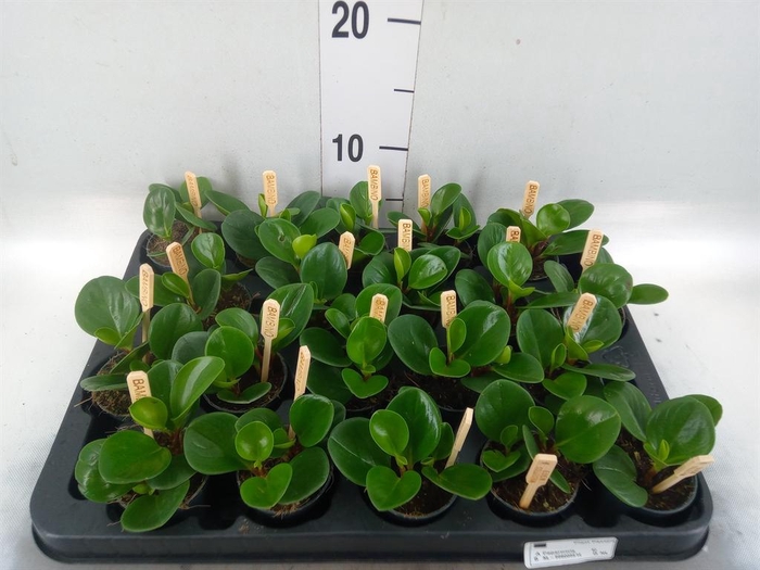 <h4>Peperomia obt. 'Green Gold'</h4>