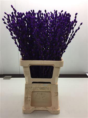 <h4>Katjes Salix Paars</h4>