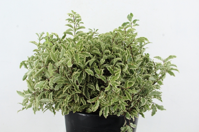 <h4>PITTO NIGRA 150GR</h4>