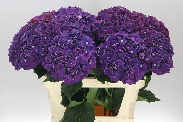 <h4>Hyd Mon Amour Purple</h4>