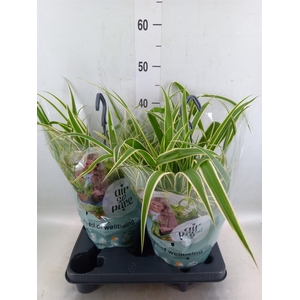 Chlorophytum com. 'Vittatum'