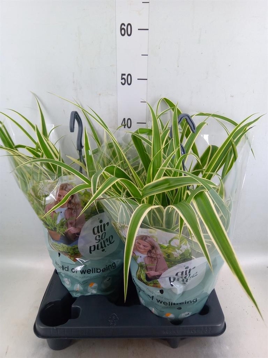 <h4>Chlorophytum com. 'Vittatum'</h4>