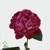 Paeonia red sarah bernhardt