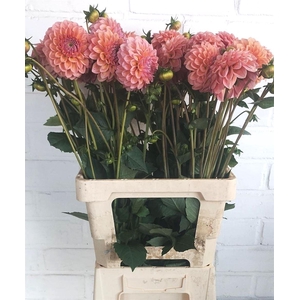 Dahlia Lindas Baby