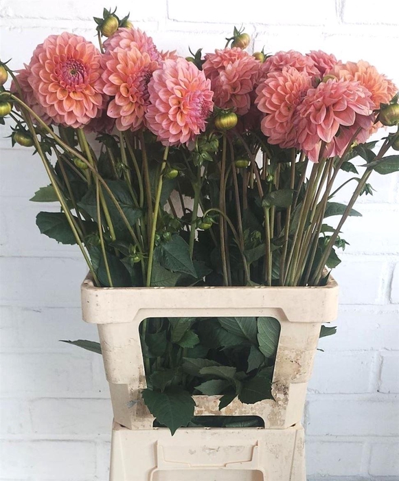 <h4>Dahlia Lindas Baby</h4>