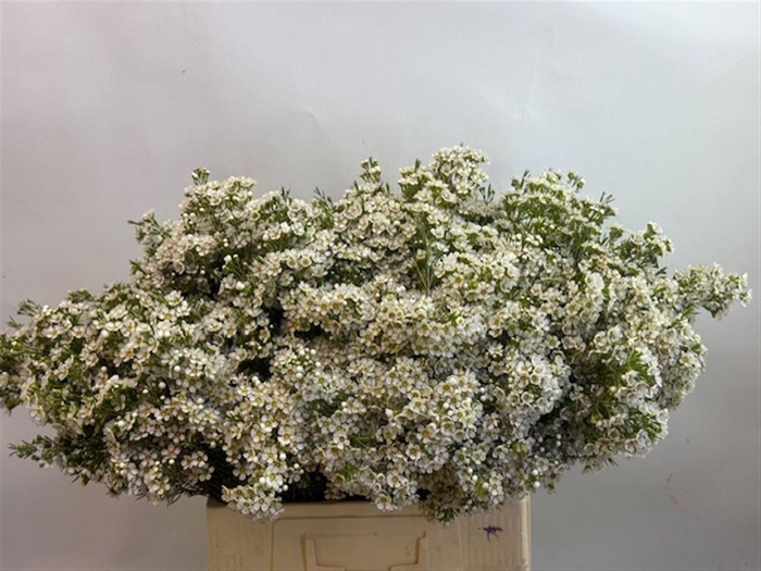 <h4>CHAME UN ARBEL</h4>