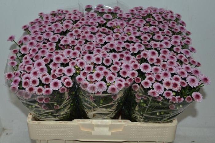 <h4>CHR SAN CAL PINK</h4>