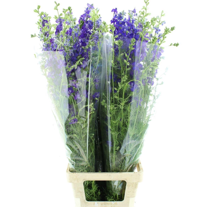 <h4>Delphinium Aj Blue</h4>
