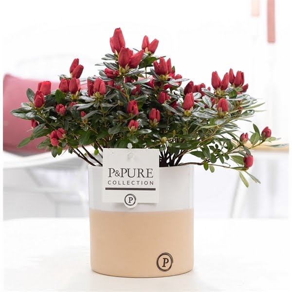 <h4>1st class Azalea red in P&PURE Rosy ceramics</h4>