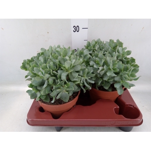 Crassula arborescens subsp. undilat