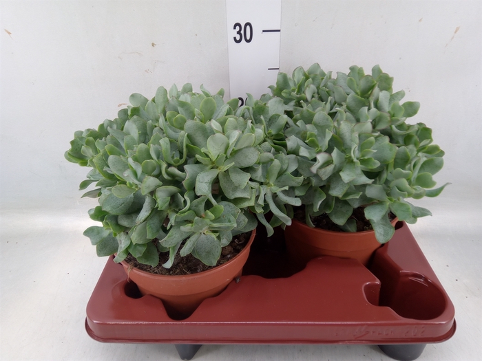 <h4>Crassula arborescens subsp. undilat</h4>