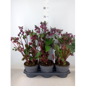 Helleborus  'Fkiss Annas Red'