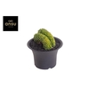 Gymno Cactus 'Spineless' XXXL