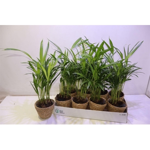 arr8 Arr Dypsis Lutescens In Mand