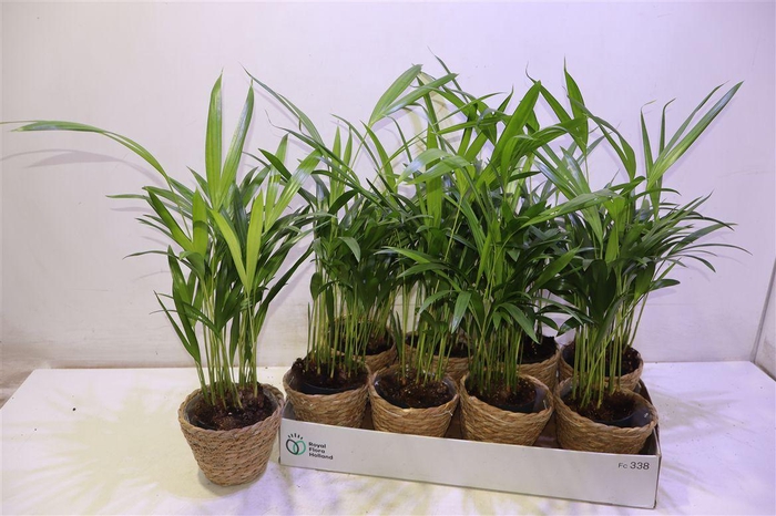 <h4>arr8 Arr Dypsis Lutescens In Mand</h4>
