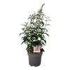 Buddleja dav. 'Pink Delight'