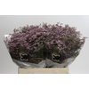 Limonium ov Safora Oshi Pink