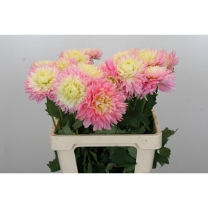 Dahlia Just Married