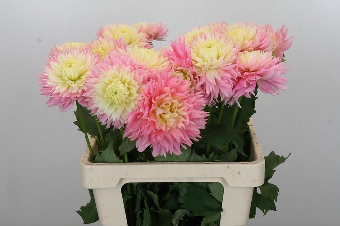Dahlia Just Married