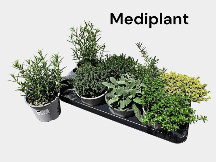 <h4>TUINKRUIDEN GEM</h4>