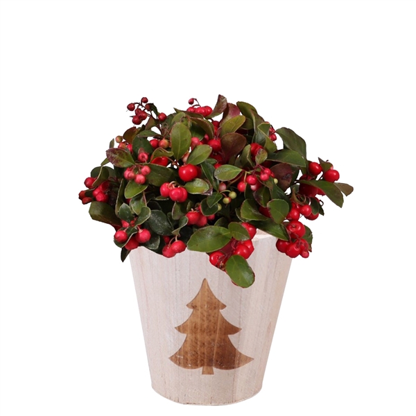 <h4>Gaultheria pr. 'Big Berry'</h4>