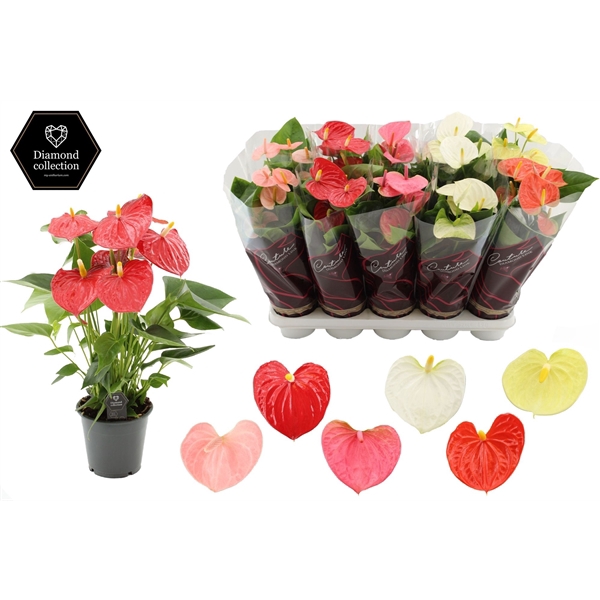 <h4>Anthurium 12 cm 4 color mix - Diamond sleeve</h4>
