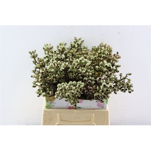 Euca Torriliana 55cm P Bunch