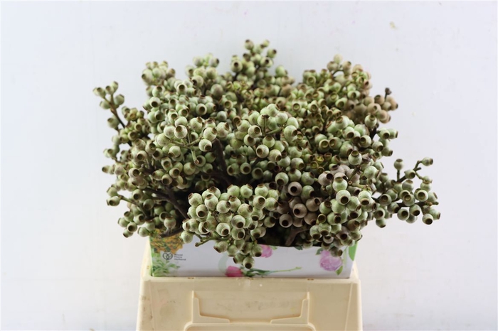 <h4>Euca Torriliana 55cm P Bunch</h4>