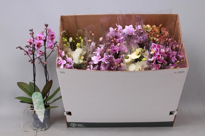 <h4>PHAL MF GEM 8 KL</h4>