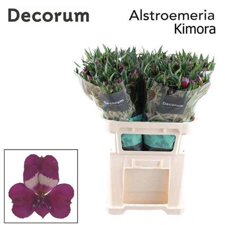 Alstr Kimora