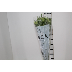 ALSTROEMERIA AVALANGE 080 CM