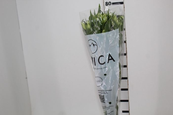 <h4>ALSTROEMERIA AVALANGE 080 CM</h4>