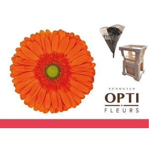 Gerbera Atlanta