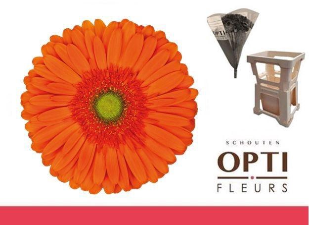 <h4>Gerbera Atlanta</h4>