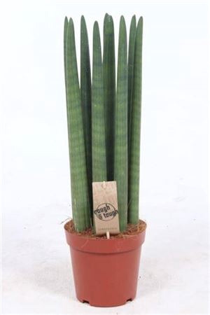 <h4>Sansevieria Straight</h4>