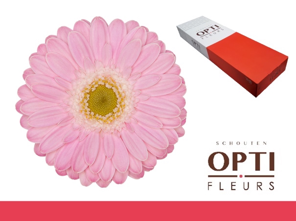 <h4>Germini Babble Doos</h4>