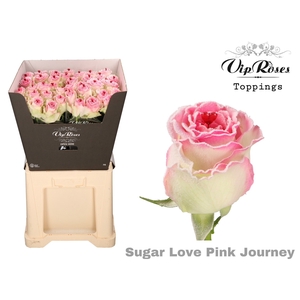 R GR SUGAR LOVE PINK JOURNEY