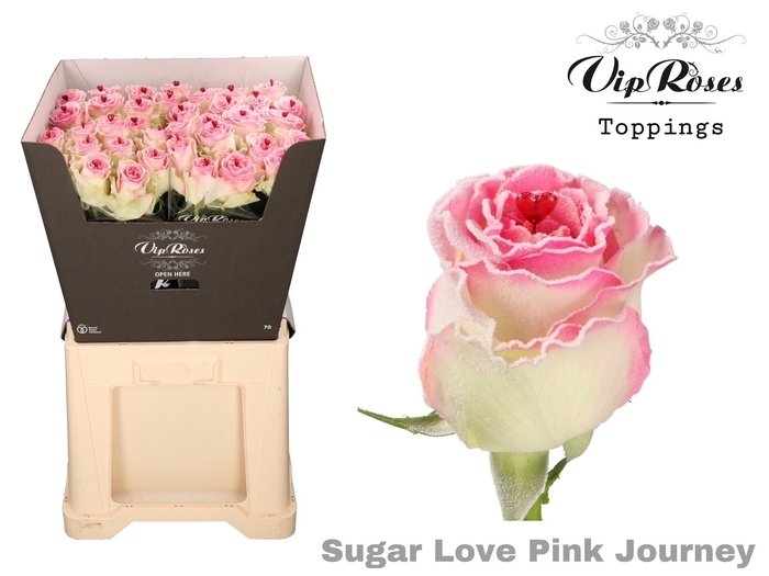 <h4>R Gr Vip Sugar Love Pink Journey</h4>