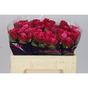 Rosa Gr Suzanne