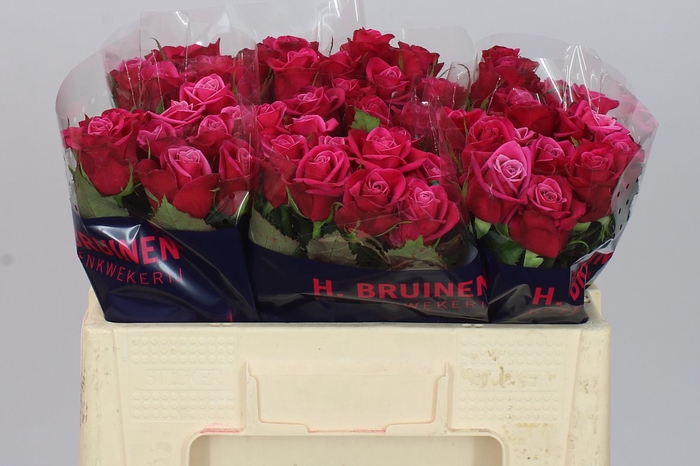 <h4>Rosa Gr Suzanne</h4>