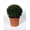 BUXU SEMPERVIRENS