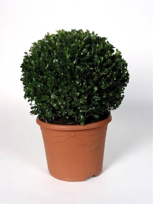 BUXU SEMPERVIRENS