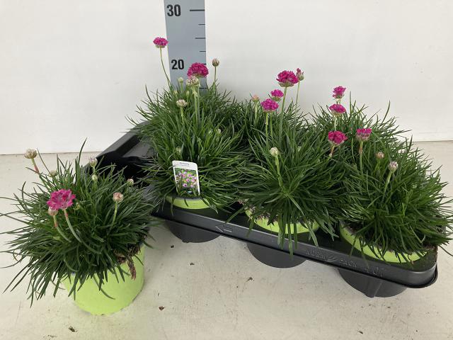 Armeria maritima Splendens 14Ø 25cm