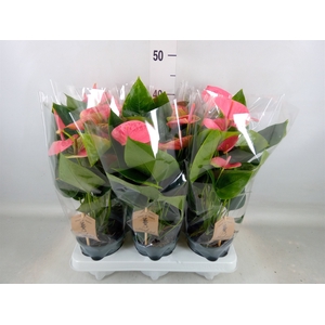 Anthurium andr. 'Sweet Dream'